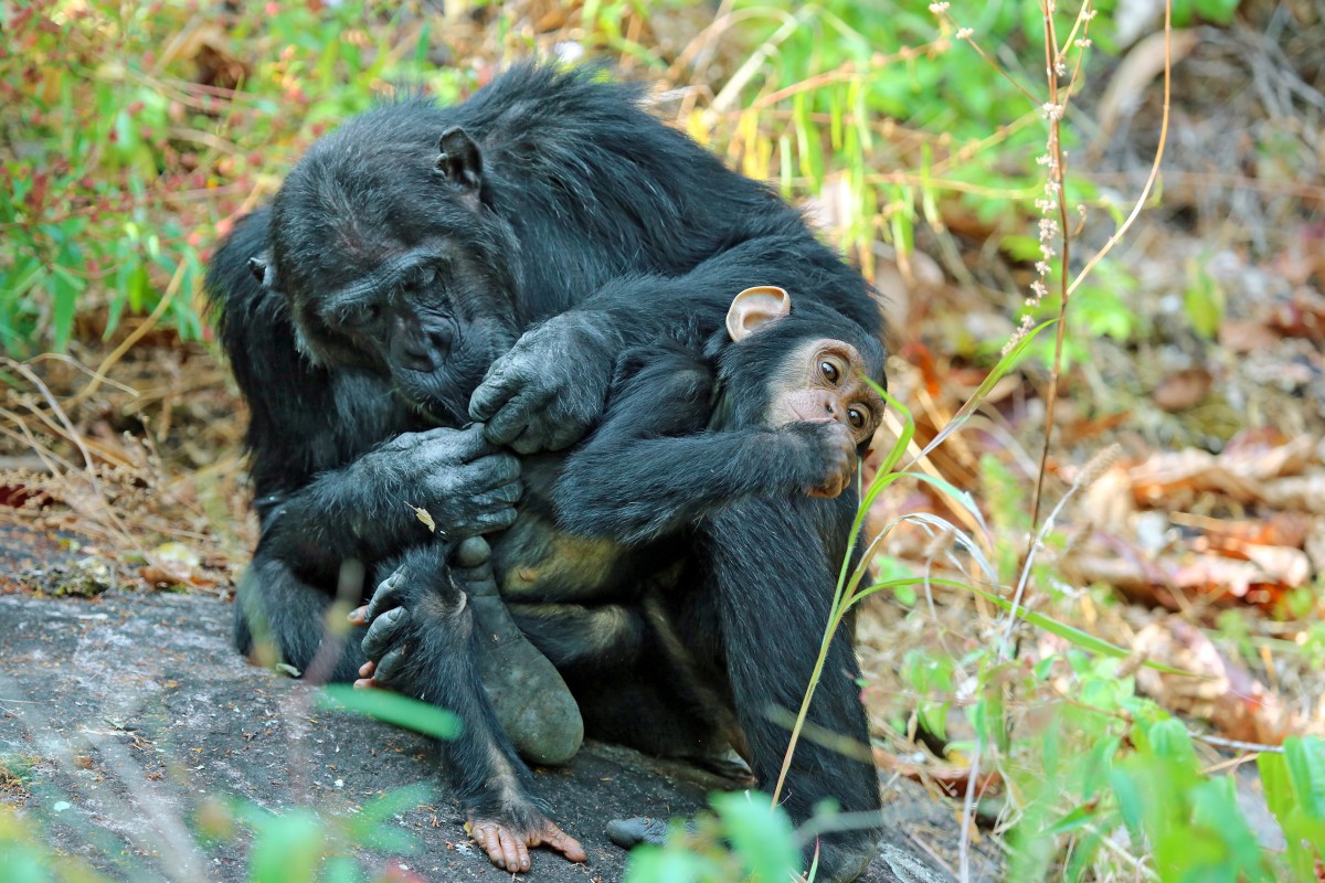 Safari Sokwe